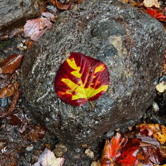 Meet your Posher, Gigi - Picture 3 of 12